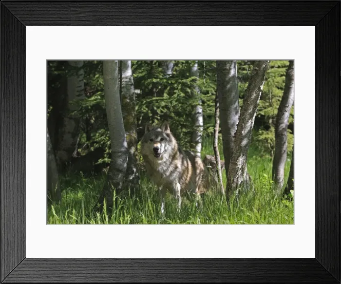 Framed Print : Grey / Timber Wolf. Montana - United States Framed Print : Grey / Timber Wolf. Montana - United States