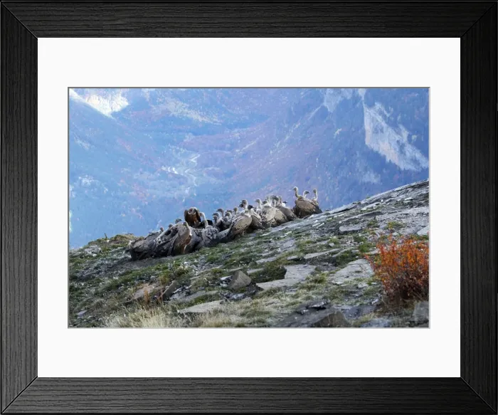 Framed Print : Eurasian Griffon Vulture - group at feeding station. Pyrenees - Spain Framed Print : Eurasian Griffon Vulture - group at feeding station. Pyrenees - Spain