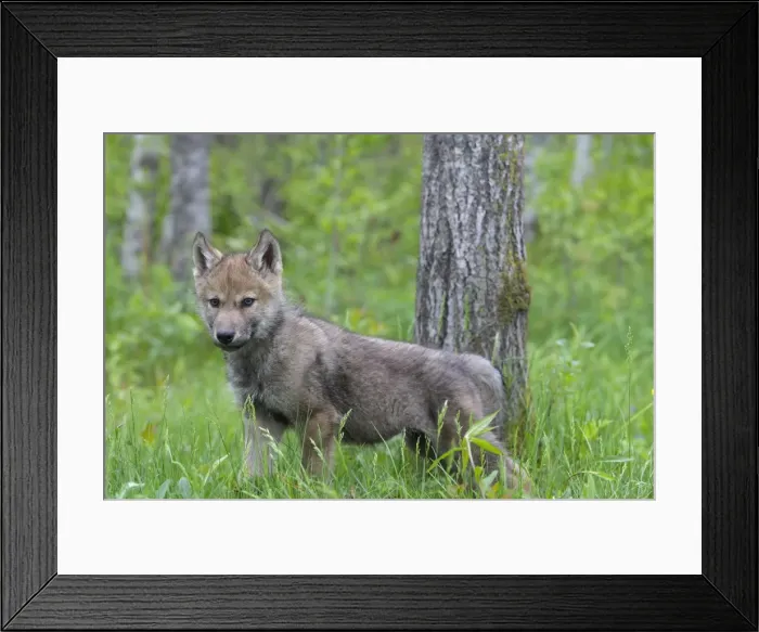 Framed Print : Grey / Timber Wolf - three month old pup. Minnesota - United States Framed Print : Grey / Timber Wolf - three month old pup. Minnesota - United States
