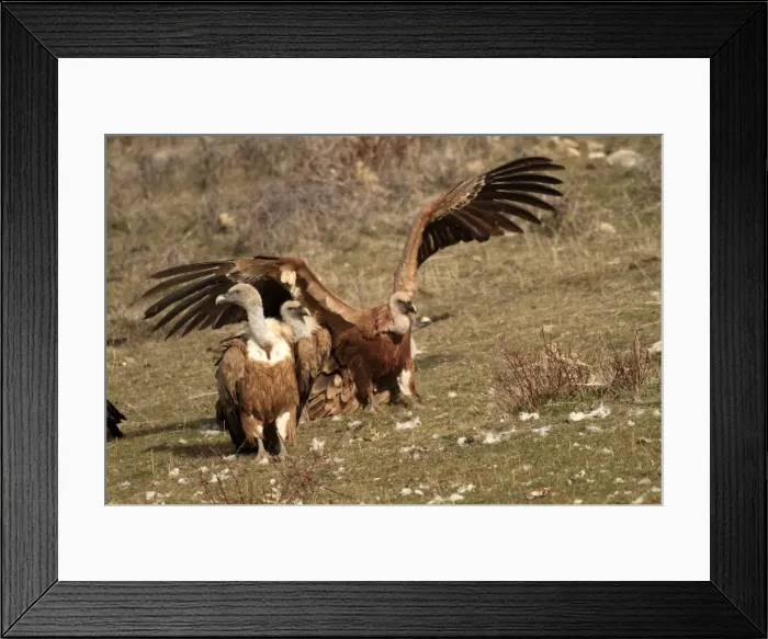 Framed Print : Eurasian Griffon Vultures. Pyrenees - Spain Framed Print : Eurasian Griffon Vultures. Pyrenees - Spain