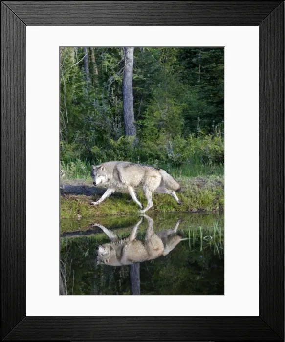 Framed Print : Grey / Timber Wolf - by water. Montana - United States Framed Print : Grey / Timber Wolf - by water. Montana - United States