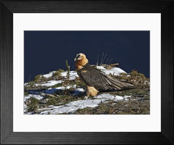 Framed Print : Lammergeier / Bearded Vulture. Pyrenees - France / Europe Framed Print : Lammergeier / Bearded Vulture. Pyrenees - France / Europe