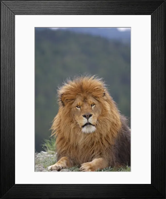 Framed Print : Barbary / Atlas / Nubian Lion. Extinct in wild Framed Print : Barbary / Atlas / Nubian Lion. Extinct in wild
