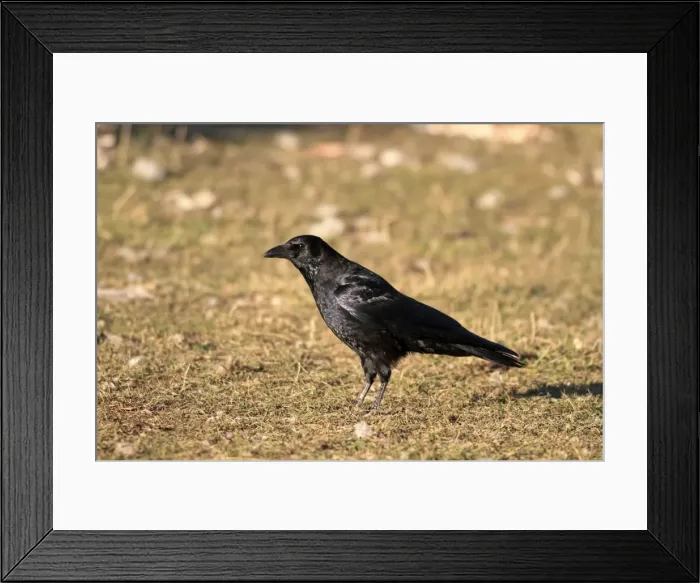 Framed Print : Carrion Crow. Pyrenees - Spain Framed Print : Carrion Crow. Pyrenees - Spain