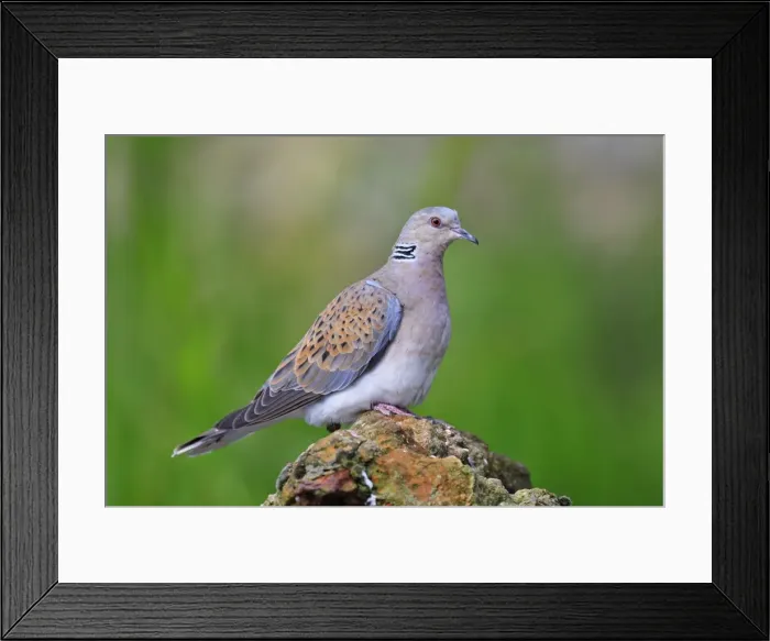 Framed Print : Turtle Dove. Pensthorpe - Norfolk - UK Framed Print : Turtle Dove. Pensthorpe - Norfolk - UK