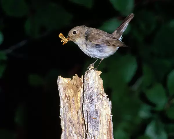 Red-breasted Flycatcher - female with food in beak