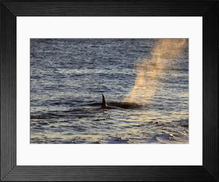 Framed Print : Killer Whale. Valdes peninsula - Argentina Framed Print : Killer Whale. Valdes peninsula - Argentina