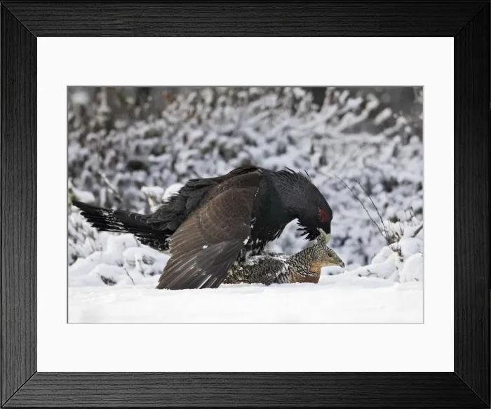 Framed Print : Capercaillie - male & female mating. Kuhmo - Finland Framed Print : Capercaillie - male & female mating. Kuhmo - Finland