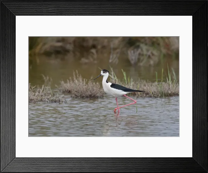 Framed Print : Blackwinged Stilt. Pont de Gau Park - Saintes Maries de la Mer - France Framed Print : Blackwinged Stilt. Pont de Gau Park - Saintes Maries de la Mer - France