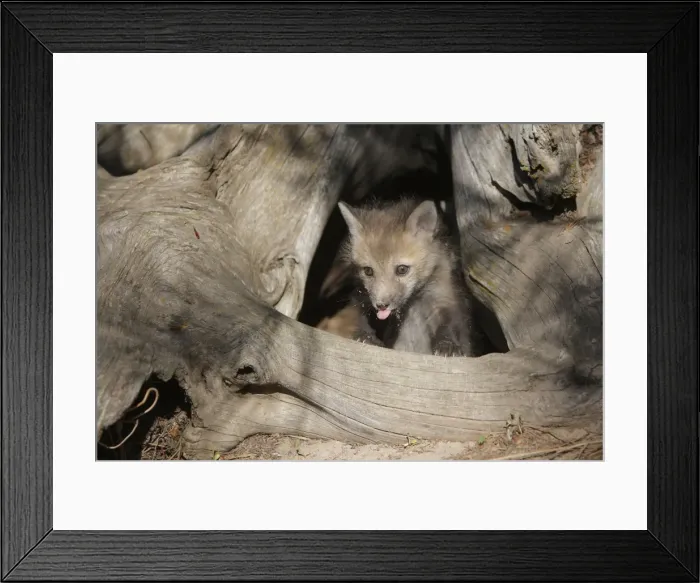 Framed Print : Red Fox - 5 week old cub. Montana - United States Framed Print : Red Fox - 5 week old cub. Montana - United States