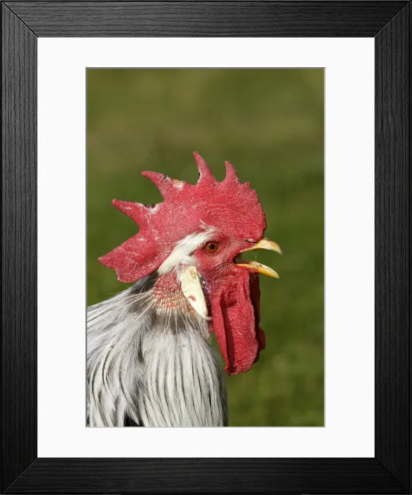 Framed Print : Chicken - Silver leghorn Framed Print : Chicken - Silver leghorn