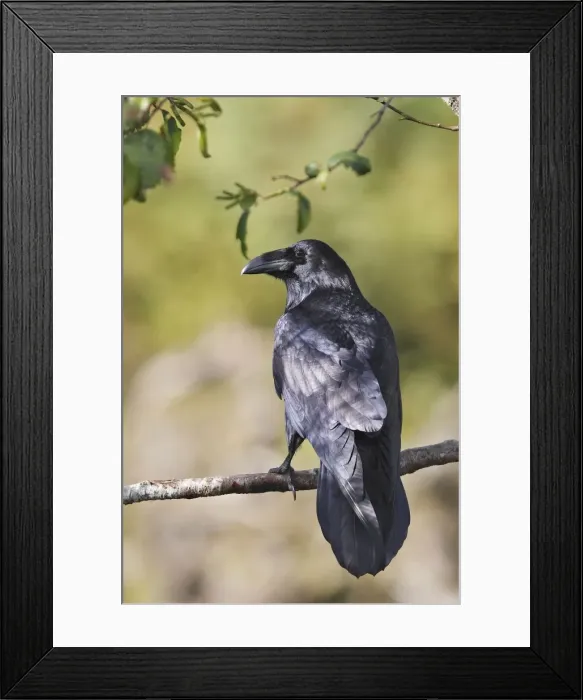 Framed Print : Common Raven. Glendale Cove - Knight Inlet - British Colombia - Canada Framed Print : Common Raven. Glendale Cove - Knight Inlet - British Colombia - Canada
