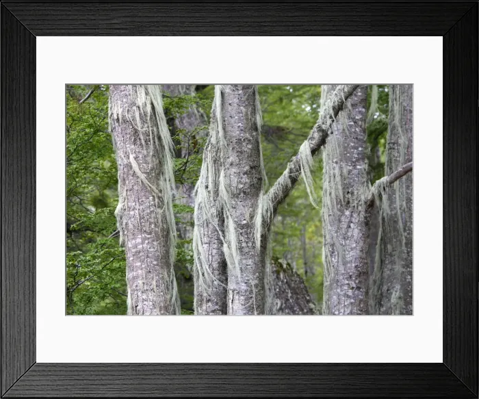 Framed Print : Lichen - on trees. Tierra del Fuego National Park - Argentina Framed Print : Lichen - on trees. Tierra del Fuego National Park - Argentina