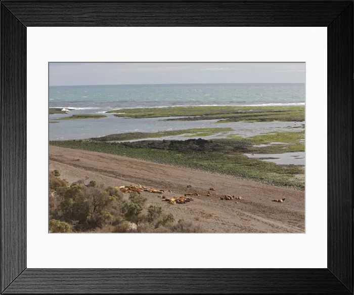 Framed Print : South American Sealion - adult on beach with pups. Punta Norte - Valdes peninsula - Argentina. formerly Otaria byronia