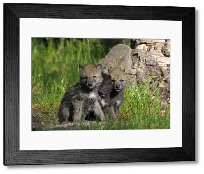 Framed Print : Grey / Timber Wolf - 1 month old pups. Montana - United States Framed Print : Grey / Timber Wolf - 1 month old pups. Montana - United States