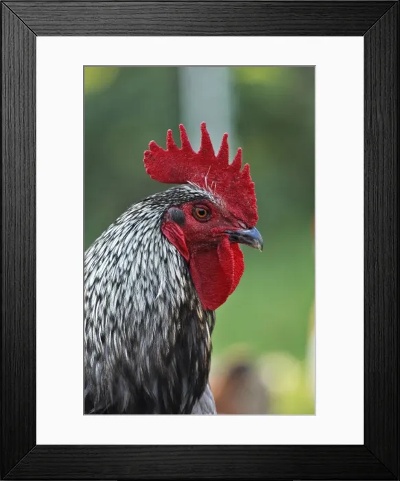 Framed Print : Chicken - rooster Framed Print : Chicken - rooster