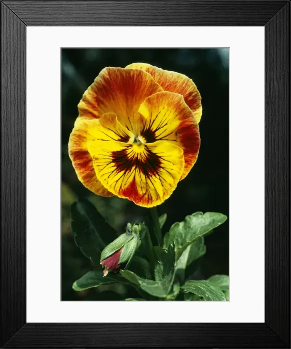 Framed Print : Pansy WW 3504 Viola tricolor hortensis © Wardene Weisser / ARDEA LONDON Framed Print : Pansy WW 3504 Viola tricolor hortensis © Wardene Weisser / ARDEA LONDON