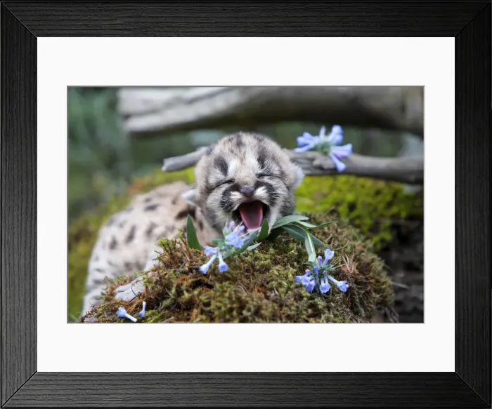 Framed Print : Cougar / Mountain Lion - Babies 3 days old. Montana - USA Framed Print : Cougar / Mountain Lion - Babies 3 days old. Montana - USA