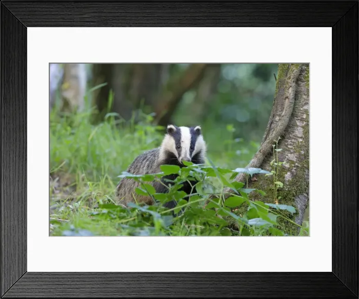 Framed Print : European Badger Framed Print : European Badger