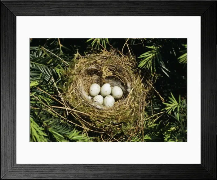 Framed Print : Greenfinch - nest with eggs Framed Print : Greenfinch - nest with eggs