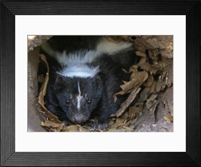 Framed Print : Striped Skunk. Minnesota - United States Framed Print : Striped Skunk. Minnesota - United States