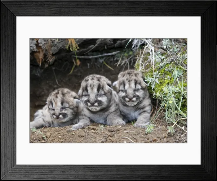 Framed Print : Cougar / Mountain Lion - Babies 3 days old. Montana - USA Framed Print : Cougar / Mountain Lion - Babies 3 days old. Montana - USA