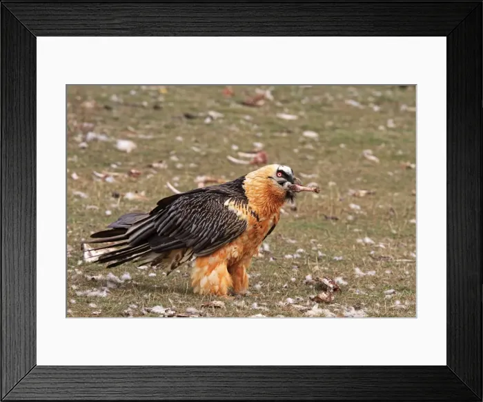 Framed Print : Lammergeier / Bearded Vulture - adult with food. Pyrenees - Spain Framed Print : Lammergeier / Bearded Vulture - adult with food. Pyrenees - Spain