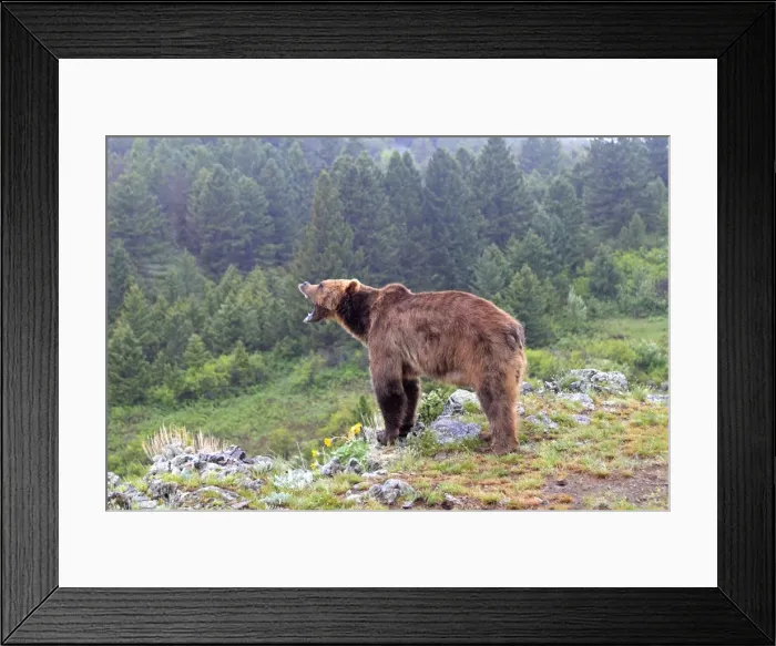 Framed Print : Grizzly bear - roaring / calling. Montana - USA Framed Print : Grizzly bear - roaring / calling. Montana - USA