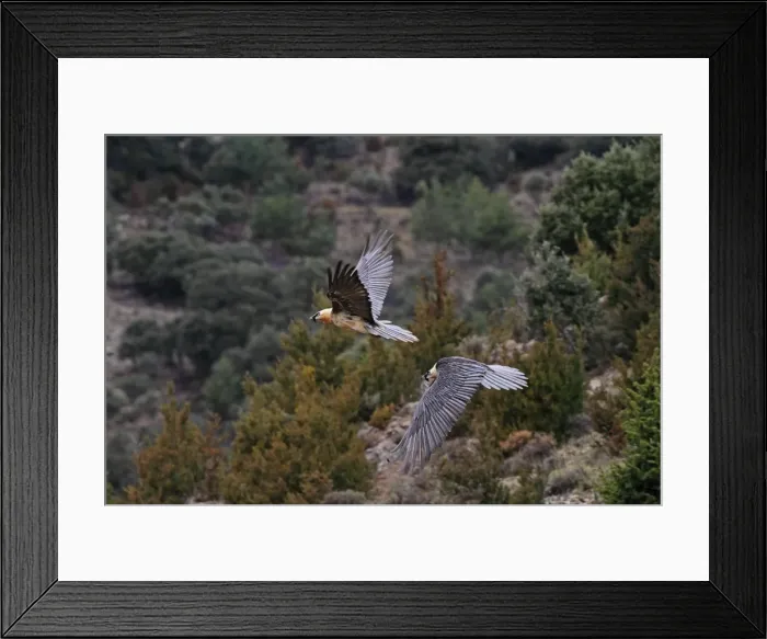 Framed Print : Lammergeier / Bearded Vulture - adults in flight at feeding station. Pyrenees - Spain Framed Print : Lammergeier / Bearded Vulture - adults in flight at feeding station. Pyrenees - Spain
