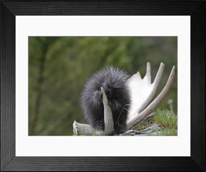 Framed Print : North American Porcupine - baby. Montana - USA Framed Print : North American Porcupine - baby. Montana - USA