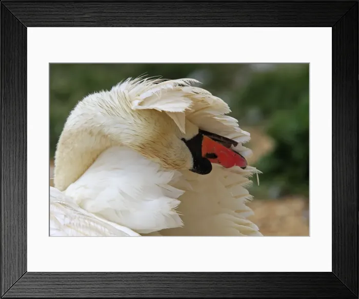 Framed Print : Mute Swan - preening / grooming Framed Print : Mute Swan - preening / grooming