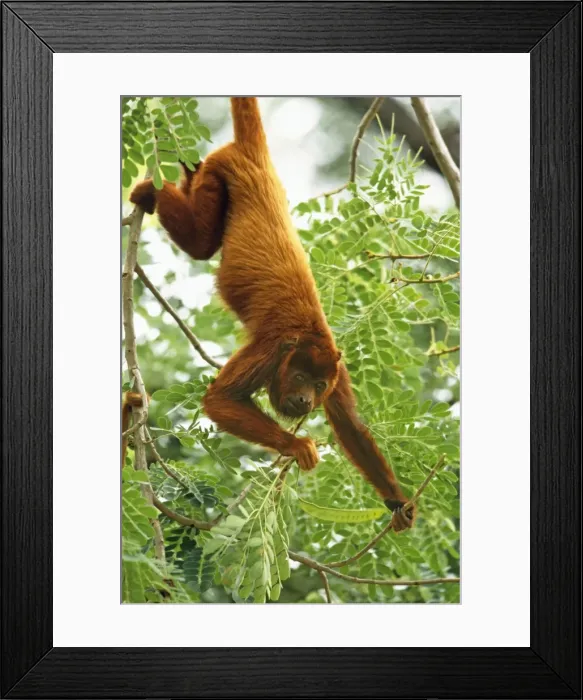 Framed Print : Red Howler Monkey Framed Print : Red Howler Monkey