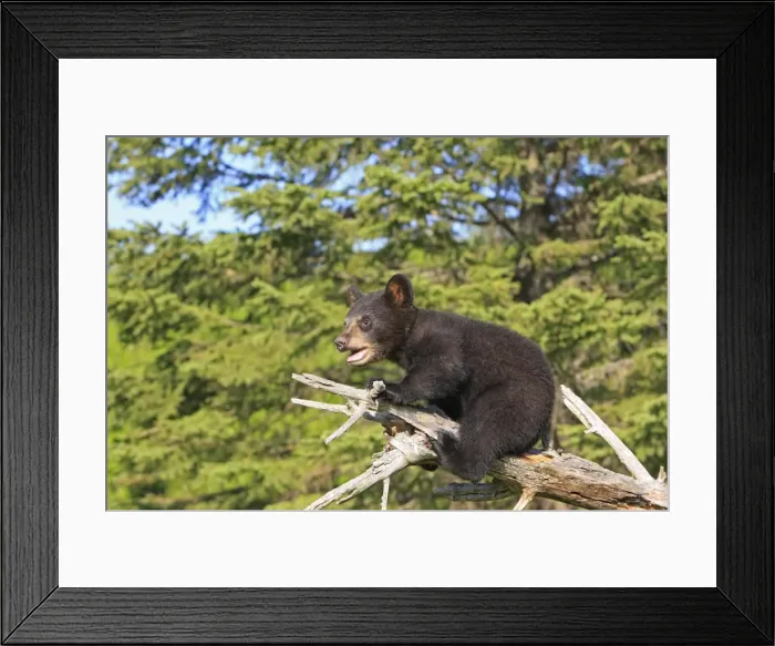 Framed Print : North American Black Bear - Spring cub 4 months old. Minnesota - United States Framed Print : North American Black Bear - Spring cub 4 months old. Minnesota - United States