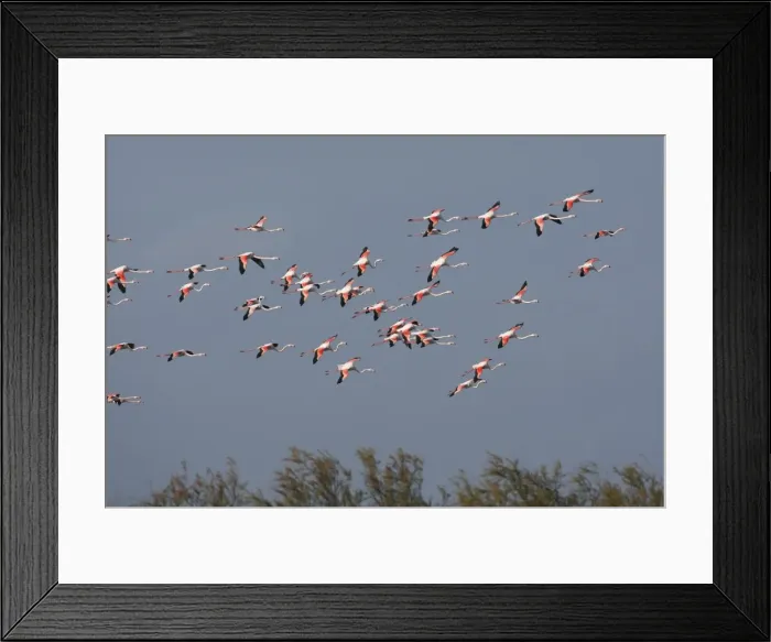 Framed Print : Greater Flamingo - in flight. Pont de Gau Park - Saintes Maries de la Mer - France Framed Print : Greater Flamingo - in flight. Pont de Gau Park - Saintes Maries de la Mer - France