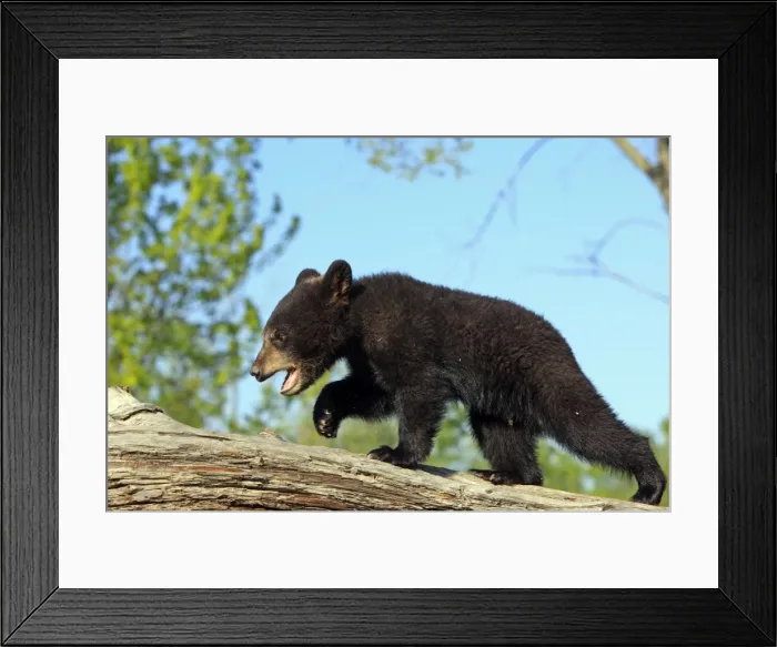 Framed Print : North American Black Bear - Spring cub 4 months old. Minnesota - United States
