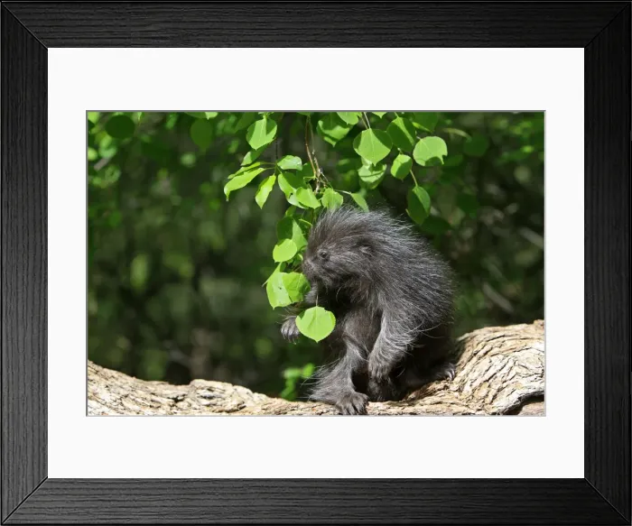 Framed Print : North American Porcupine - Baby. Montana - United States Framed Print : North American Porcupine - Baby. Montana - United States