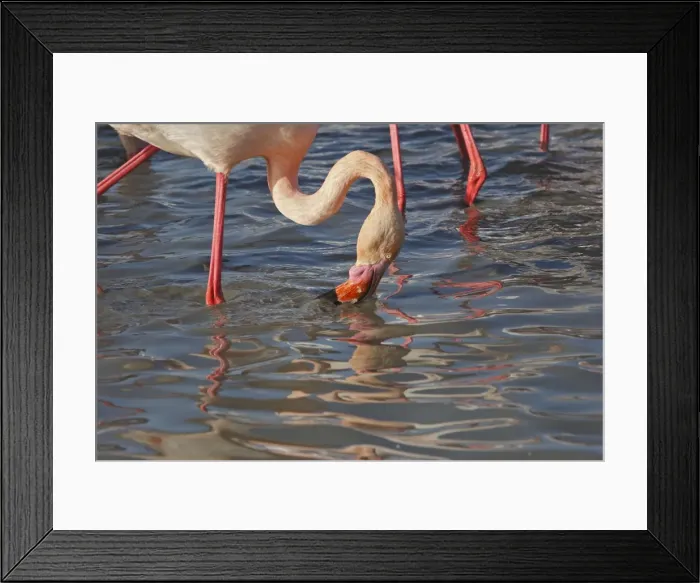 Framed Print : Greater Flamingo - feeding. Pont de Gau Park - Saintes Maries de la Mer - France Framed Print : Greater Flamingo - feeding. Pont de Gau Park - Saintes Maries de la Mer - France