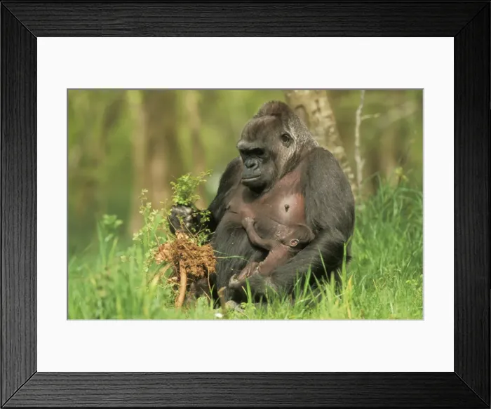 Framed Print : Lowland Gorilla - parent with young, feeding Framed Print : Lowland Gorilla - parent with young, feeding