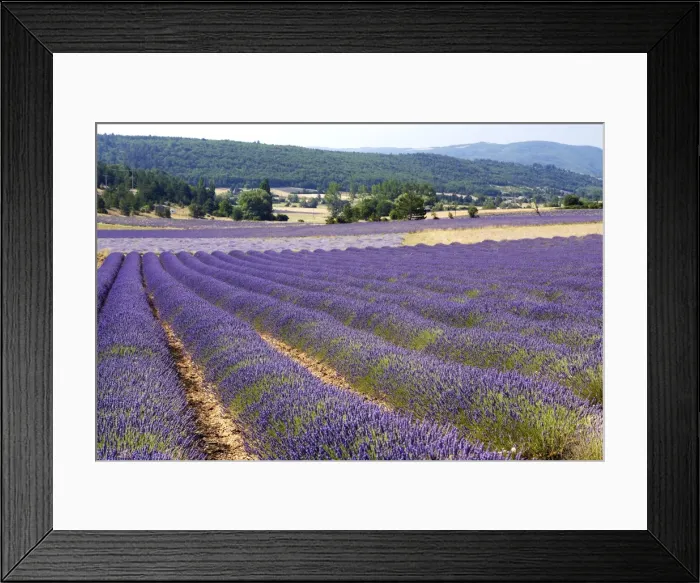 Framed Print : Lavandin - Lavender Major properties: anti-infective, spasmolytic, analgesic, local anesthetic, diuretics, worming, calming, anti-depressive, healing Framed Print : Lavandin - Lavender Major properties: anti-infective, spasmolytic, analgesic, local anesthetic, diuretics, worming, calming, anti-depressive, healing