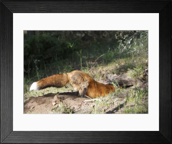 Framed Print : Red Fox - adult digging. Montana - United States Framed Print : Red Fox - adult digging. Montana - United States