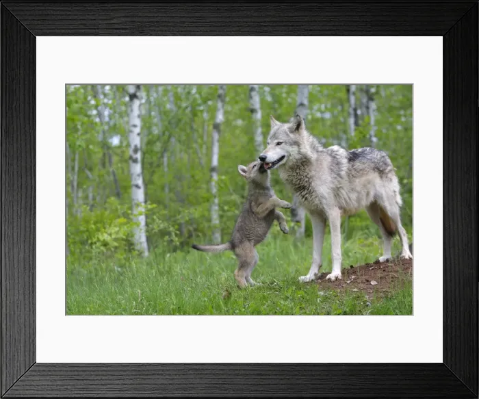 Framed Print : Grey / Timber Wolf - with pups. Minnesota - United States Framed Print : Grey / Timber Wolf - with pups. Minnesota - United States