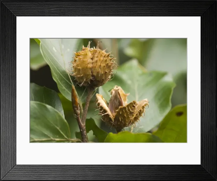 Framed Print : Beech Beech-nuts in autumn Framed Print : Beech Beech-nuts in autumn