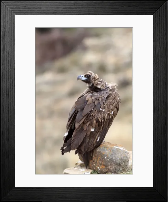 Framed Print : Cinereous / Black Vulture / Monk Vulture / Eurasian Black Vulture. Pyrenees - Spain Framed Print : Cinereous / Black Vulture / Monk Vulture / Eurasian Black Vulture. Pyrenees - Spain