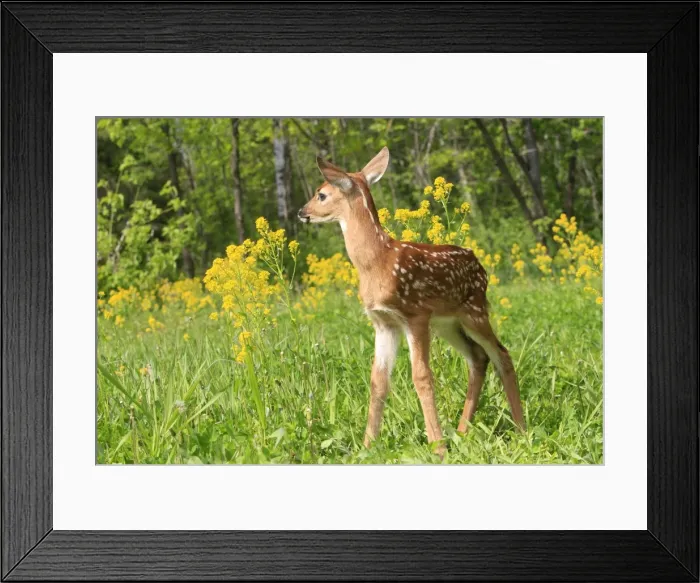 Framed Print : White-tailed Deer - fawn. Minnesota - United States Framed Print : White-tailed Deer - fawn. Minnesota - United States