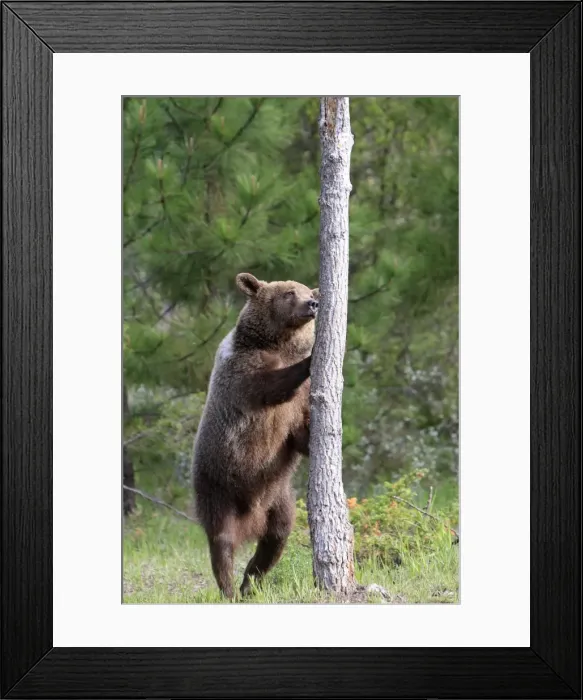 Framed Print : Grizzly Bear - 2 1 / 2 year old on hind legs about to climb tree. Montana - United States Framed Print : Grizzly Bear - 2 1 / 2 year old on hind legs about to climb tree. Montana - United States