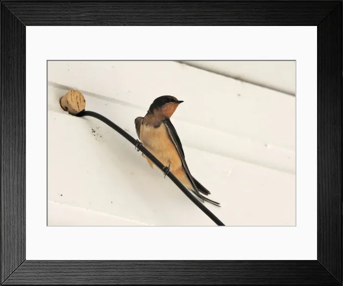 Framed Print : Barn Swallow - perched on wire. Lagoon Cove near Knight Inlet - British Columbia - Canada Framed Print : Barn Swallow - perched on wire. Lagoon Cove near Knight Inlet - British Columbia - Canada