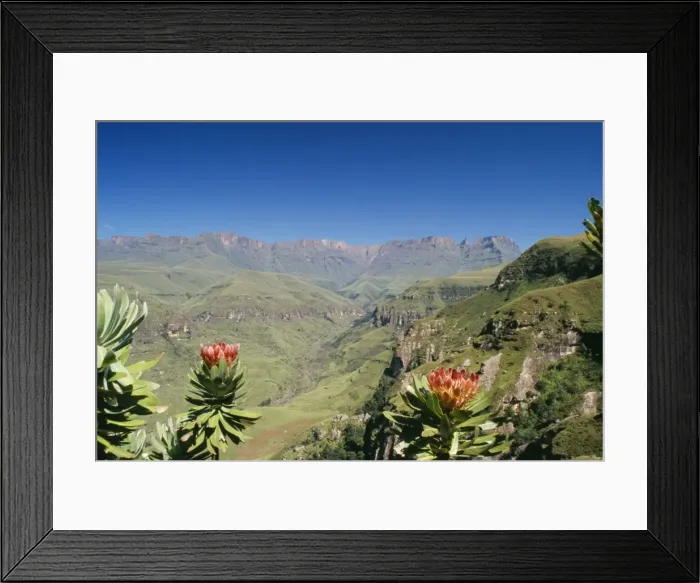 Framed Print : South Africa - mountain scene with flowering Protea ruopeliae. Drakensberg World Heritage site, Kwazulu-Natal Framed Print : South Africa - mountain scene with flowering Protea ruopeliae. Drakensberg World Heritage site, Kwazulu-Natal