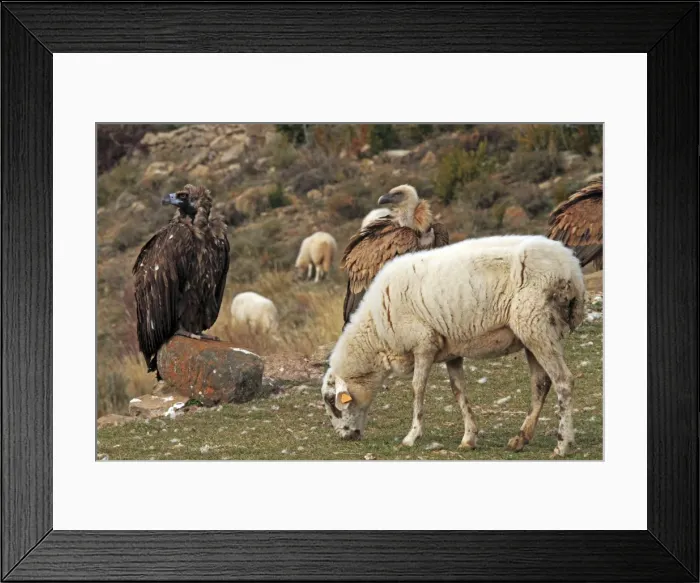 Framed Print : Eurasian Griffon Vulture, Black Vulture & sheep - at feeding station. Pyrenees - Spain Framed Print : Eurasian Griffon Vulture, Black Vulture & sheep - at feeding station. Pyrenees - Spain