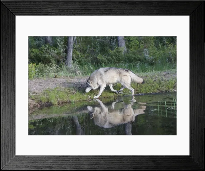Framed Print : Grey / Timber Wolf - by water. Montana - United States Framed Print : Grey / Timber Wolf - by water. Montana - United States