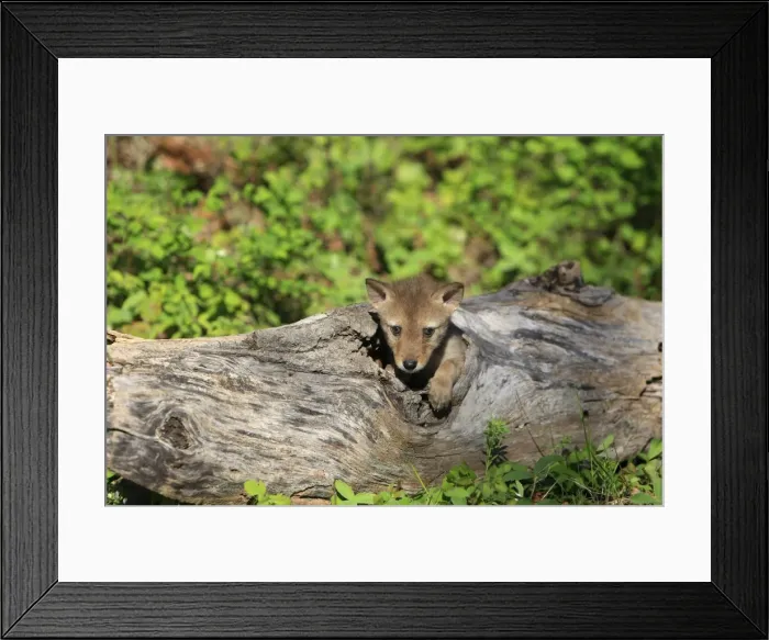 Framed Print : Coyote - 5 week old baby. Montana - USA Framed Print : Coyote - 5 week old baby. Montana - USA